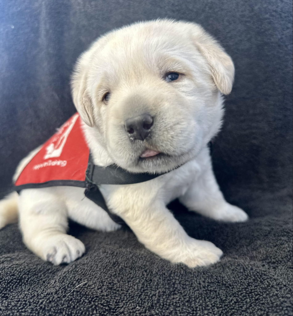 Freedom Guide Dogs Puppy