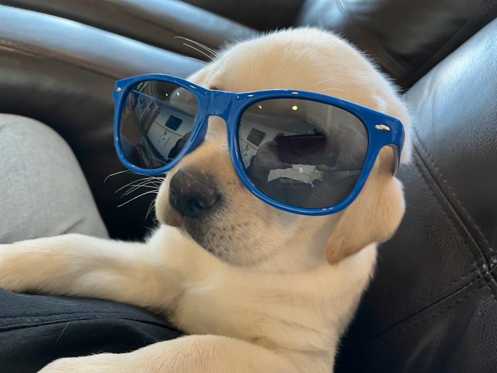 Freedom Guide Dog Puppy at Steet Toyota